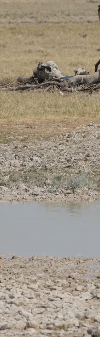 Die Löwen sind los!